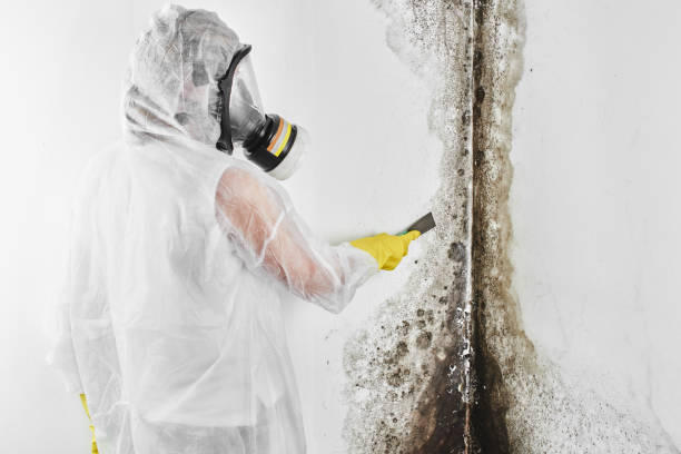 Professional Mold Remediation in Wenatchee, WA