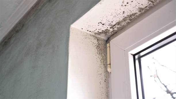 Best Commercial Mold Remediation in Wenatchee, WA
