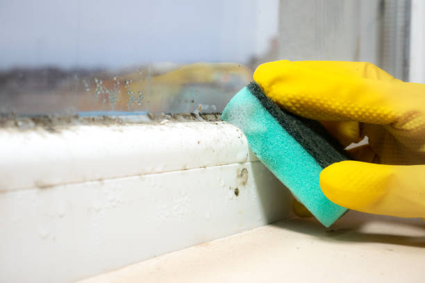 Best Kitchen Mold Remediation in Wenatchee, WA