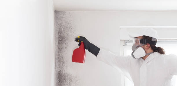 Best Kitchen Mold Remediation in Wenatchee, WA