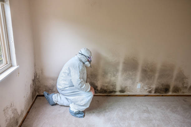 Best Insurance-Related Mold Remediation in Wenatchee, WA