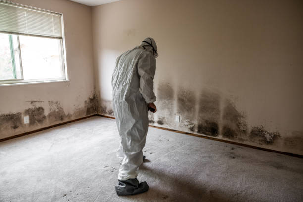 Best Health and Safety Mold Remediation in Wenatchee, WA