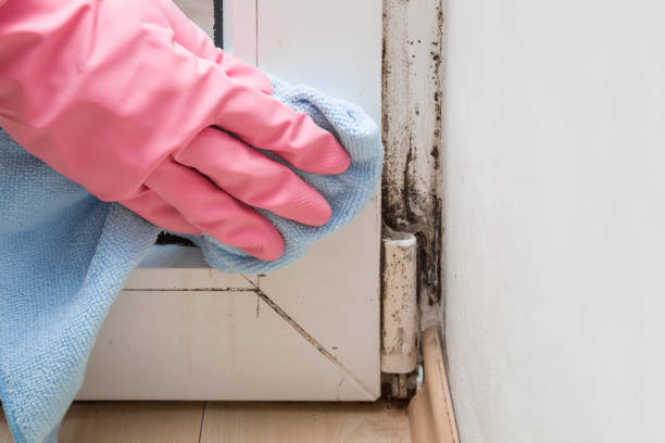 Best DIY Mold Remediation Support Services in Wenatchee, WA